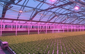 تاثیر روشنایی LED بر گلخانه‌ها